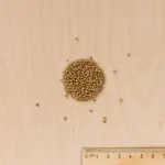 Fleurs - Houblon Grimpant - MEDIA_3D